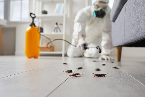 Trusted Cockroach Control service in Long Prairie, MN - Nex Pest Control